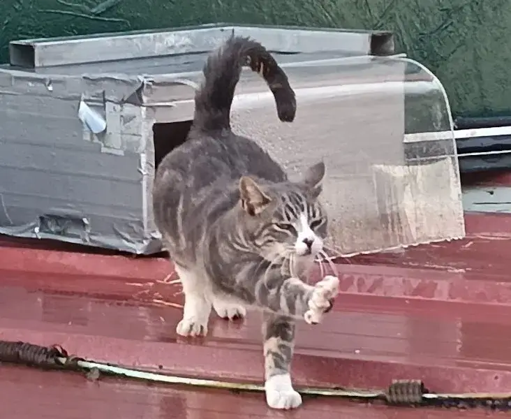Miau Box