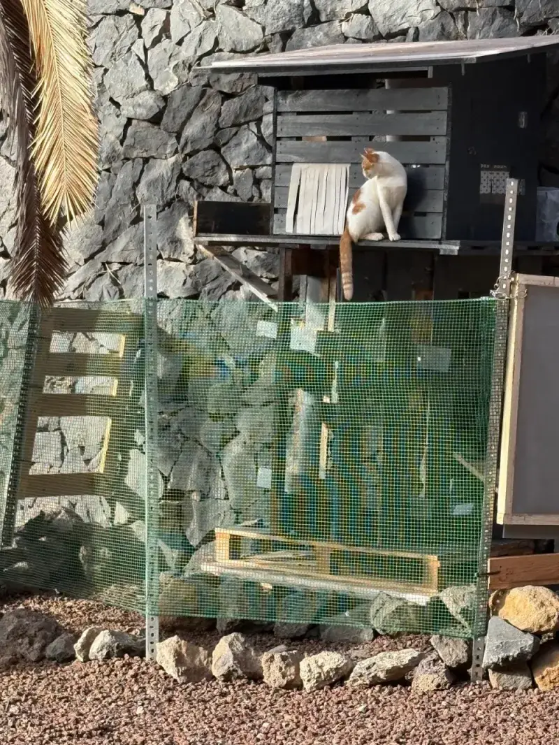 Miau Box