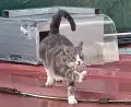 Miau Box